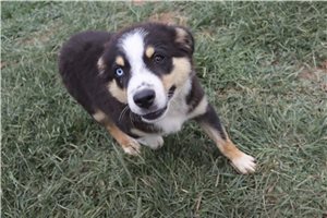 Kenny - Australian Shepherd for sale