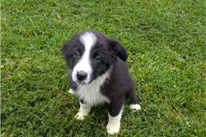 Heather - Australian Shepherd for sale