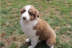 Pixie - Australian Shepherd for sale