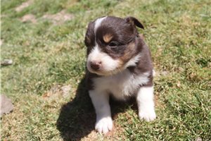 Peaches - Australian Shepherd for sale