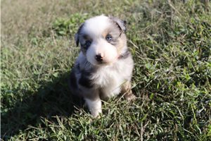 Leroy - puppy for sale