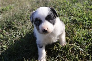 Lily - puppy for sale
