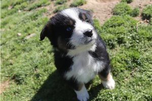 Penny - Australian Shepherd for sale