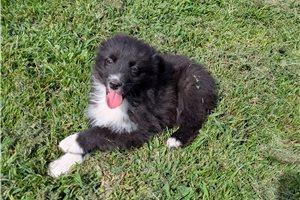 Herman - puppy for sale