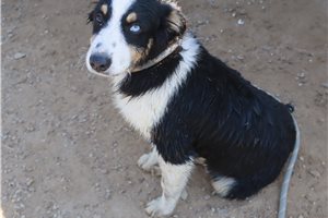 Paige - Australian Shepherd for sale