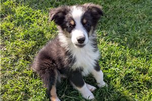Hugo - Australian Shepherd for sale