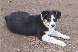 Dustin - Australian Shepherd for sale