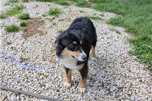 Baroness - Australian Shepherd for sale