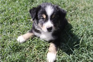 Eduardo - Australian Shepherd for sale