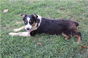 Myron - Australian Shepherd for sale