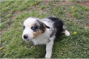 Angel - Australian Shepherd for sale