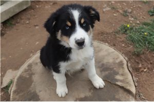 Kraven - Australian Shepherd for sale