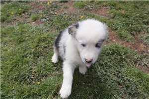 Potter - Australian Shepherd for sale