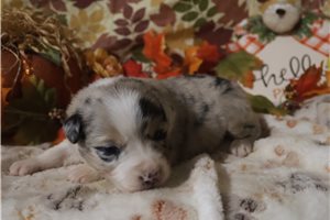 Dora - puppy for sale