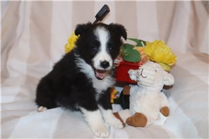 Heather - Australian Shepherd for sale