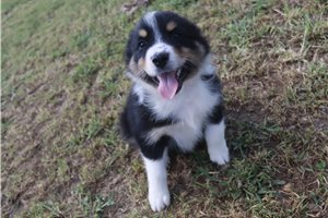 Kole - Australian Shepherd for sale