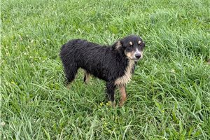 Kennedy - Australian Shepherd for sale
