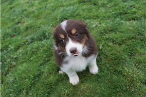 Peaches - Australian Shepherd for sale