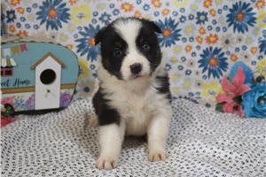Josie - Australian Shepherd for sale