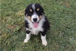 Kole - Australian Shepherd for sale