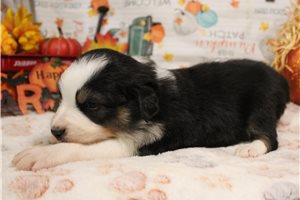 Sapphire - Australian Shepherd for sale