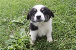 Julian - Australian Shepherd for sale