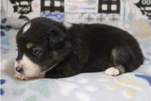 Edmund - Australian Shepherd for sale