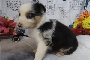 Scout - Australian Shepherd for sale
