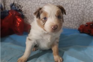 Keaton - Australian Shepherd for sale