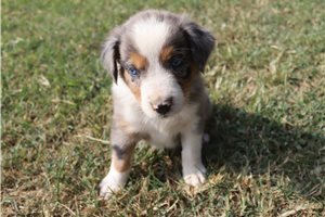 Aston - Australian Shepherd for sale