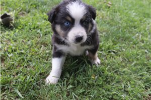Kenny - Australian Shepherd for sale