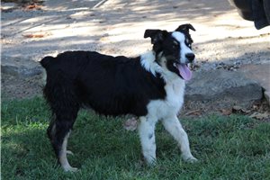 Julian - Australian Shepherd for sale