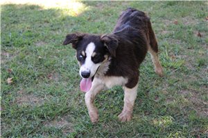 Jacqueline - puppy for sale