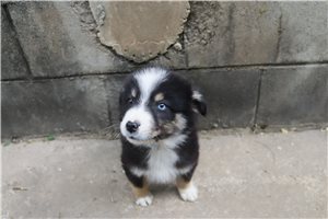 Leonardo - Australian Shepherd for sale