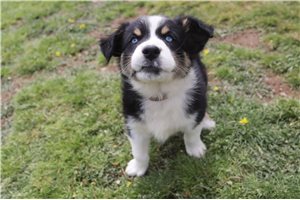 Kraven - Australian Shepherd for sale