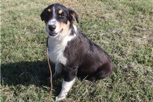 Kole - Australian Shepherd for sale