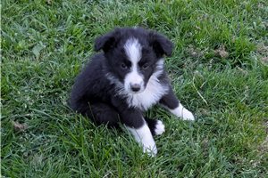 Heather - Australian Shepherd for sale