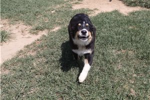 Lucas - Australian Shepherd for sale