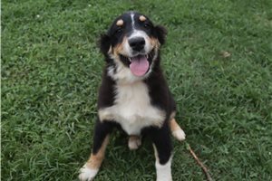 Lucas - Australian Shepherd for sale