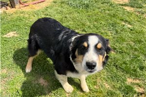 Dustin - Australian Shepherd for sale