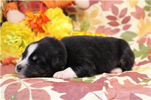 Sansa - puppy for sale