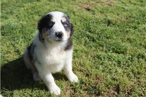 Phineas - Australian Shepherd for sale