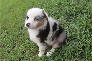Meredith - puppy for sale