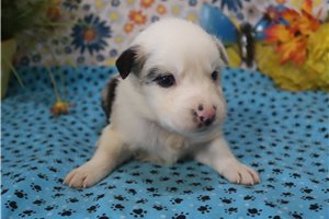 McCoy - Australian Shepherd for sale