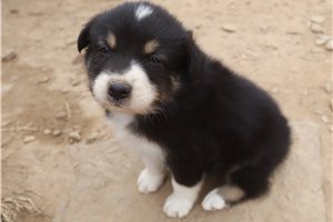 Edmund - Australian Shepherd for sale