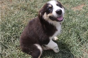 Jacqueline - Australian Shepherd for sale