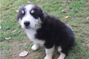 Isaac - Australian Shepherd for sale
