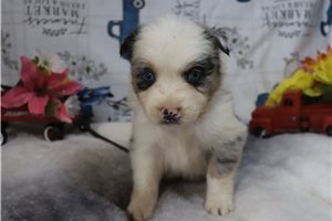 Crystal - Australian Shepherd for sale