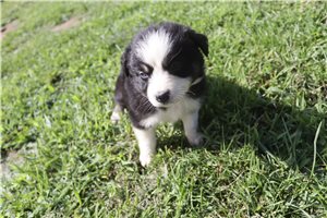 Jacqueline - Australian Shepherd for sale