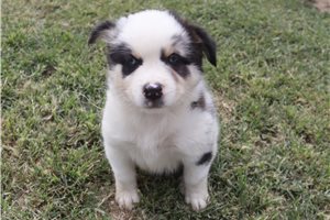 Elsie - Australian Shepherd for sale